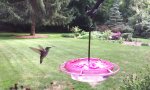 Kolibri in Zeitlupe