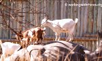 Lustiges Video : Ziegen und Rhinos