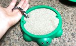 Sand-Boa mit ihrem neuen Spielzeug