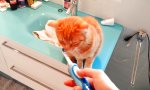 Katzenmassage mit der Zahnbürste