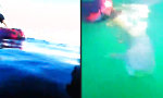 Lustiges Video : Mal kurz den Hai streicheln