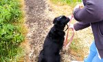 Lustiges Video - Und weg ist der Hund