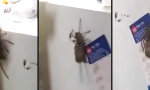 Funny Video : Huntsman hat Maus gefangen