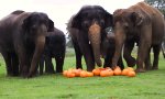 Lustiges Video : Elefantastische Halloweenparty