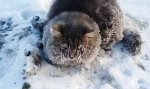 Lustiges Video : Festgefrorene Katze befreit