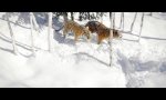 Lustiges Video : Drohne und Tiger im Schnee