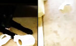 Funny Video : Welpe mit interessanter Botschaft