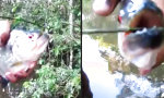 Movie : Piranha-Bisstest