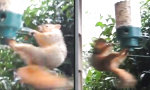Funny Video - Eichhörnchen-Karussell