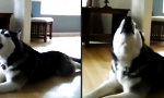 Funny Video : Gute-Laune-Husky