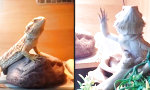 Lustiges Video : Hi Lizard!