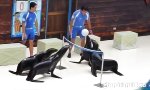 Lustiges Video : Seelöwen spielen Volleyball
