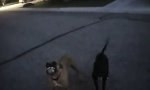 Polizist handhabt agressive Hunde