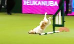 Funny Video - Übermotivierter Powersporthund