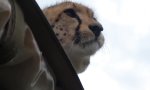 Funny Video : Ungebetener Gast im Safari-Jeep