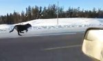 Lustiges Video : Highway-Wettrennen mit Wölfen