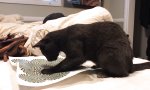 Lustiges Video : Katze vs optische Illusion