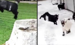 Lustiges Video - Ziegen-Parkour