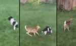 Lustiges Video - Bambi verteidigt seine Spielwiese