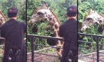 Funny Video : Giraffen-Headbutt