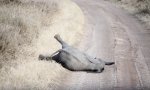 Funny Video - Dramatisches Eelfantenbaby