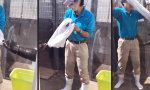 Funny Video - Der schwingende Otter