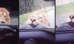 Movie : Löwen haben größere Kaugummis