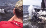 Lustiges Video : Buckelwal kommt etwas nah