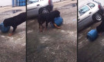 Funny Video : Hund spielt mit Propantank