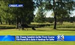 Lustiges Video : 350 kg Elch jagt Golfer