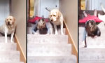 Lustiges Video - Tierisches Treppenspielchen