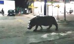 Kommt ein Nilpferd an die Tanke