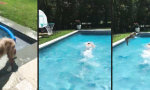 Funny Video - Selbsternannter Lebensretter