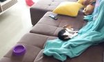 Lustiges Video : Vom Tiefschlaf zum Fresswahn in 0.5s
