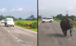 Lustiges Video - Nashorn läuft Amok
