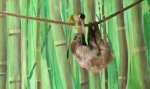 Funny Video - Dem Faultier den Snack klauen