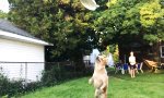 Movie : Der Hund, das Frisbee und ich...
