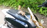 Funny Video - Eichhörnchen kapert Mofa