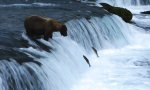 Bärischer Lachsjäger am Wasserfall