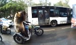 Motorrad-Bär hat neue Tricks auf Lager