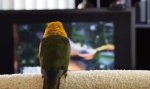 Movie : I Like to Move It, Move It