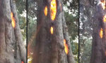 Movie : Feuerchen im Baum