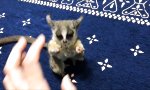 Situp-Training für kleinen Lemur