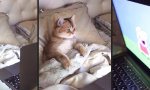 Lustiges Video : Kätzchen bleibt heut im Bett