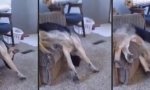 Funny Video : Mit seinem Sessel verschmelzen