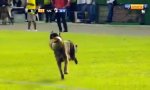 Polizeihund stiehlt die Fußballshow