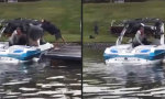 Lustiges Video : Schöne Erinnerungen festgehalten
