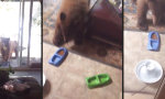 Funny Video : Goldlöckchen, bist du´s?