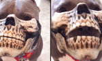 Funny Video : Skeletor Pitbull