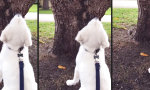 Funny Video : Wo ist das Eichhörnchen?